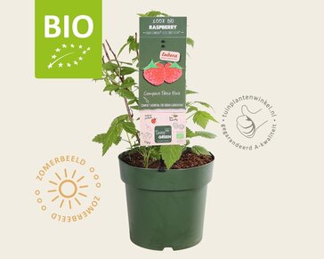 Rubus idaeus Lowberry 'Little Sweet Sister' - BIO