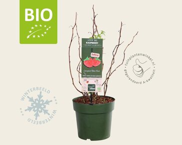 Rubus idaeus Lowberry 'Little Sweet Sister' - BIO