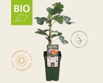 Ficus carica 'Perretta' - BIO image