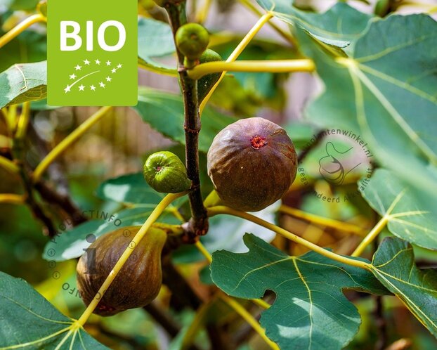 Ficus carica 'Perretta' - BIO