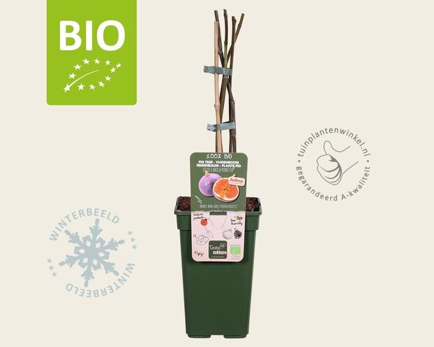 Ficus carica 'Perretta' - BIO