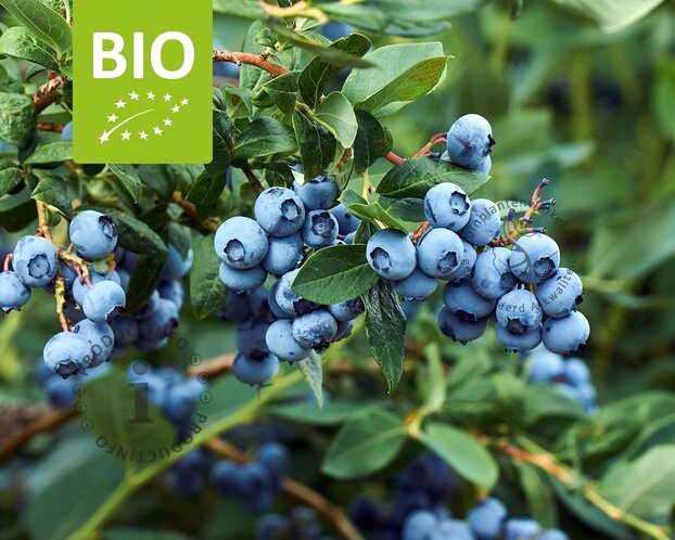 Vaccinium corymbosum 'Little Blue Wonder' - BIO