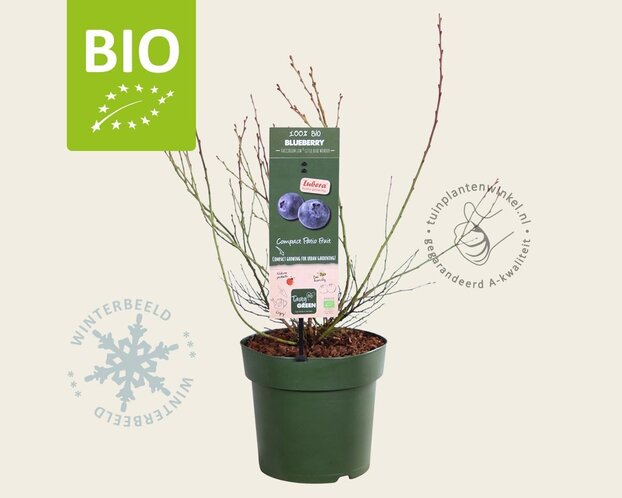 Vaccinium corymbosum 'Little Blue Wonder' - BIO