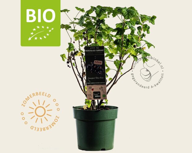 Ribes nigrum Lowberry 'Little Black Sugar' - BIO