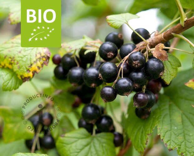 Ribes nigrum Lowberry 'Little Black Sugar' - BIO
