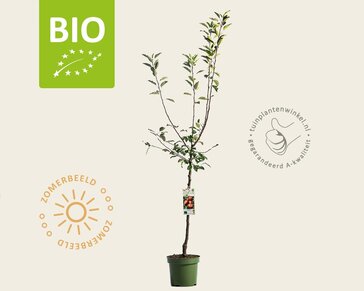 Malus domestica 'Cox Orange Pippin' - BIO laagstam