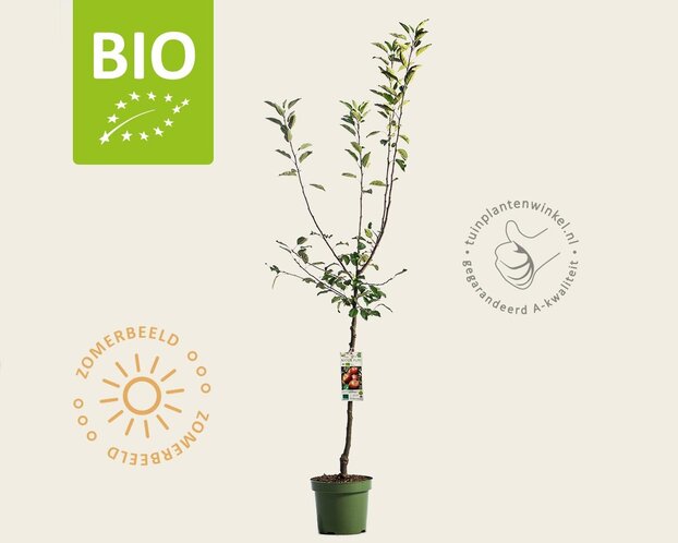 Malus domestica 'Cox Orange Pippin' - BIO laagstam