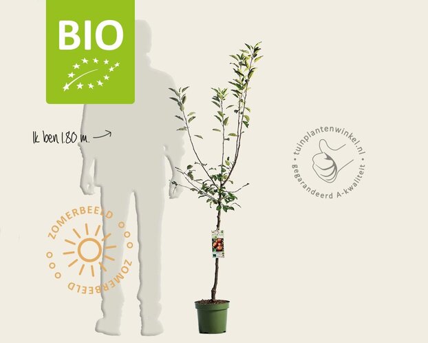 Malus domestica 'Cox Orange Pippin' - BIO laagstam