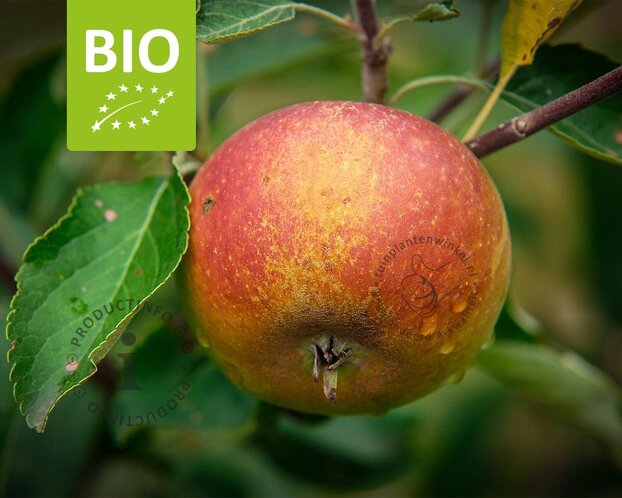 Malus domestica 'Cox Orange Pippin' - BIO laagstam