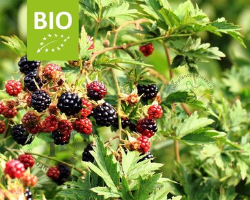 Rubus fruticosus 'Thornless Evergreen' - BIO