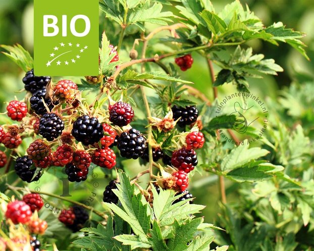 Rubus fruticosus 'Thornless Evergreen' - BIO