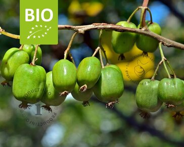 Actinidia arguta 'Issai' - BIO
