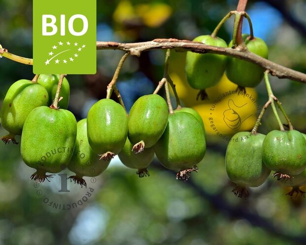 Actinidia arguta 'Issai' - BIO