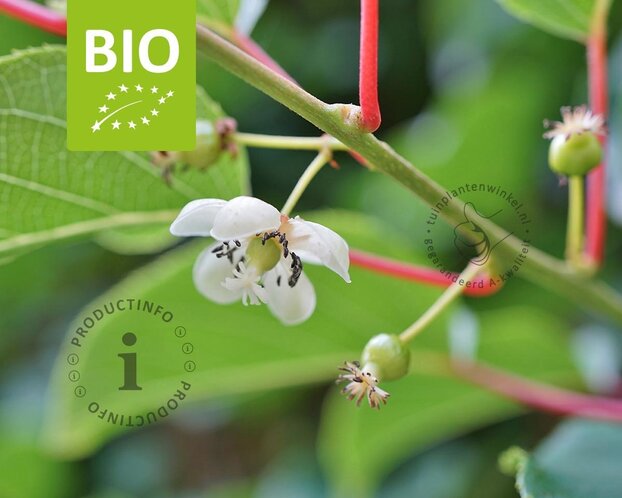 Actinidia arguta 'Issai' - BIO