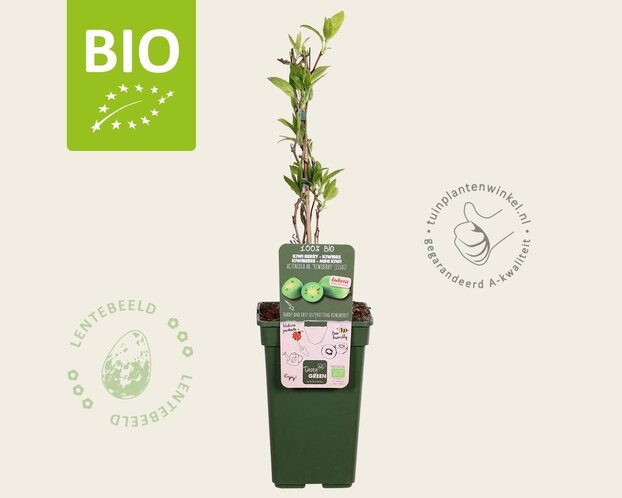 Actinidia arguta 'Issai' - BIO