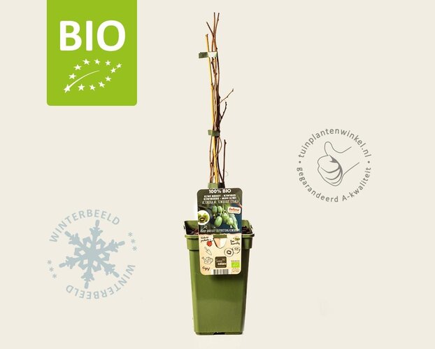 Actinidia arguta 'Issai' - BIO