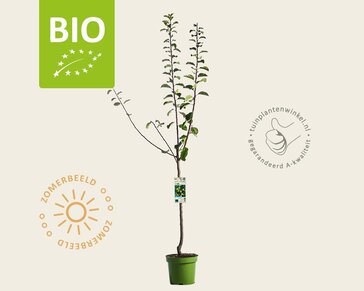Prunus domestica 'Reine Claude D'Oullins' - BIO laagstam