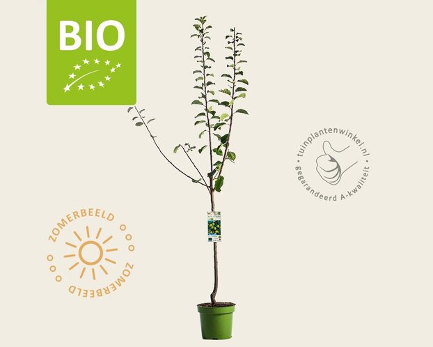 Prunus domestica 'Reine Claude D'Oullins' - BIO laagstam