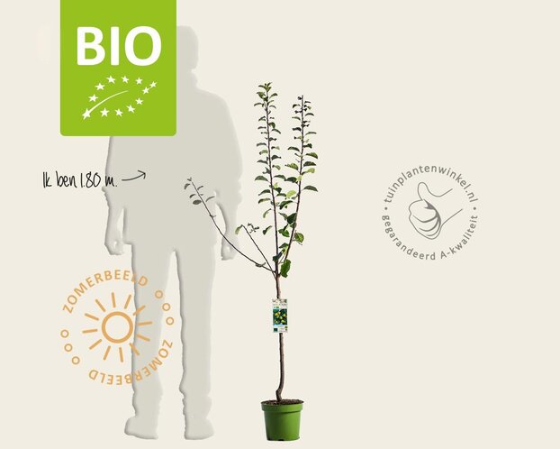 Prunus domestica 'Reine Claude D'Oullins' - BIO laagstam