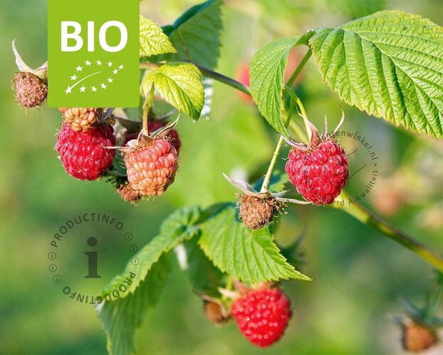 Rubus idaeus 'Malling Promise' - BIO