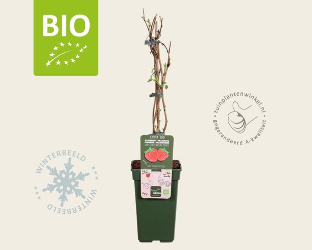 Rubus idaeus 'Malling Promise' - BIO