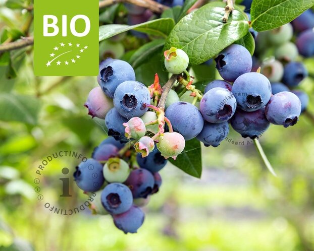 Vaccinium corymbosum 'Goldtraube 71' - BIO