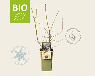 Vaccinium corymbosum 'Goldtraube 71' - BIO