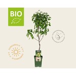 BIO Mini