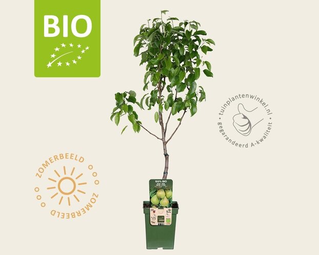 Pyrus communis 'Doyenne du Comice' - BIO mini