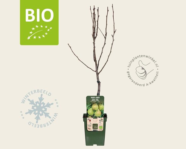 Pyrus communis 'Doyenne du Comice' - BIO mini
