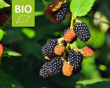 Rubus fruticosus 'Black Satin' - BIO