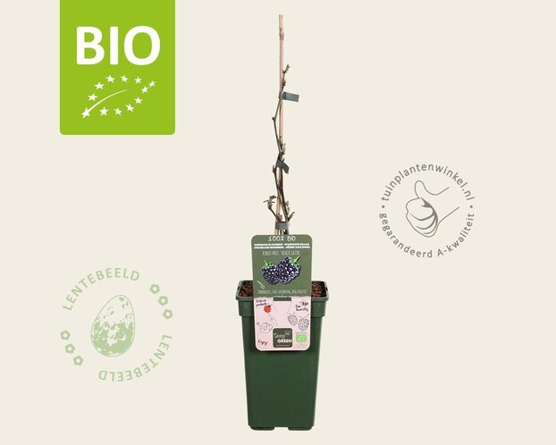 Rubus fruticosus 'Black Satin' - BIO