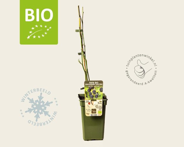 Rubus fruticosus 'Black Satin' - BIO