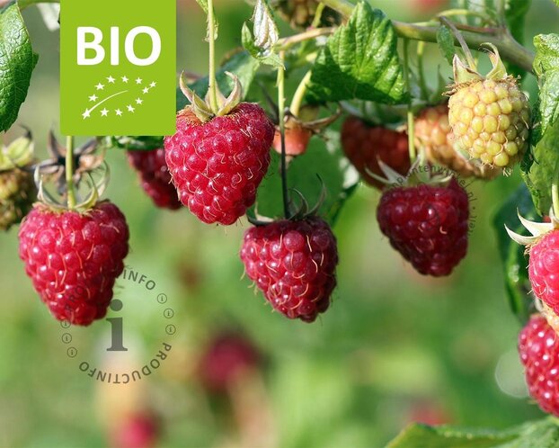 Rubus idaeus 'Heritage' - BIO