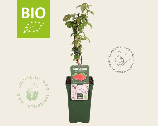 Rubus idaeus 'Heritage' - BIO