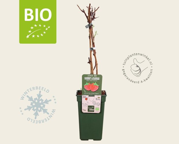 Rubus idaeus 'Heritage' - BIO