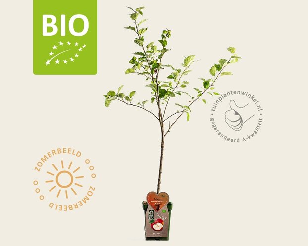 Malus domestica 'Rode van Boskoop' - BIO mini