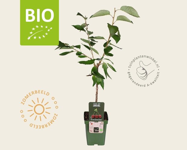 Prunus avium 'Kordia' - BIO mini