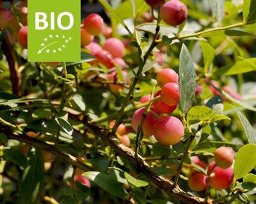 Vaccinium corymbosum 'Pink Lemonade' - BIO