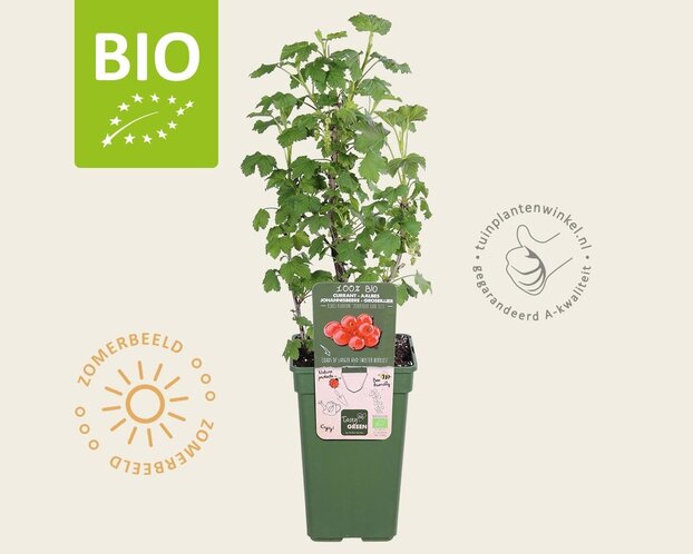Ribes rubrum 'Jonkheer Van Tets' - BIO