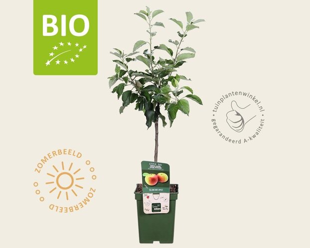 Malus domestica 'Jonagold' - BIO mini