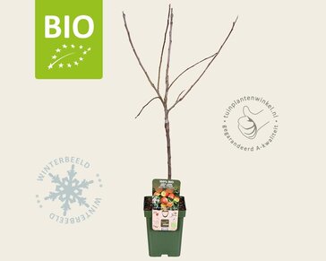 Malus domestica 'Jonagold' - BIO mini