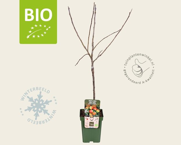 Malus domestica 'Jonagold' - BIO mini