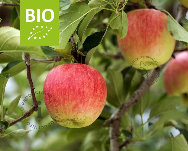 Malus domestica 'Jonagold' - BIO mini