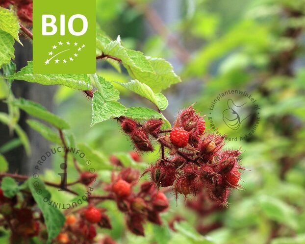 Rubus phoenicolasius - BIO