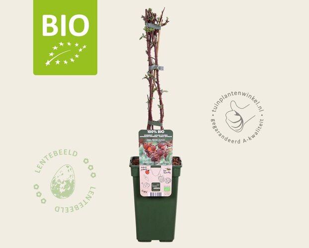 Rubus phoenicolasius - BIO