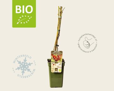 Rubus phoenicolasius - BIO
