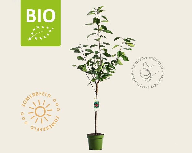 Prunus avium 'Stella' - BIO laagstam