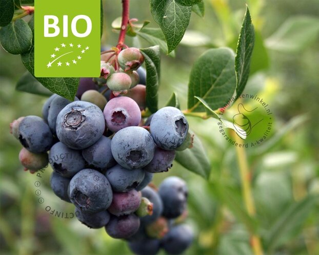 Vaccinium corymbosum 'Brigitta Blue' - BIO