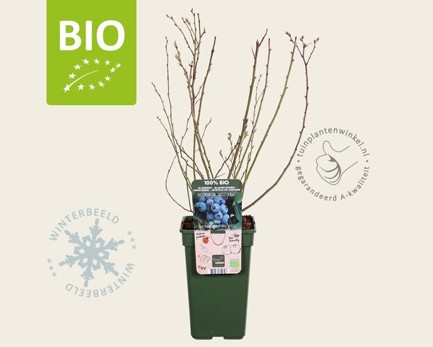 Vaccinium corymbosum 'Brigitta Blue' - BIO